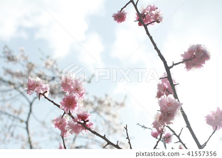 Yoshino's cherry tree Yoshino's cherry tree 41557356