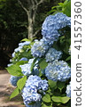 hydrangea 41557360