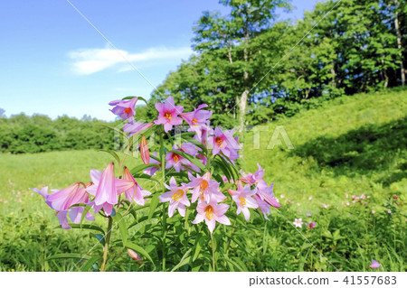 Lily of the grassland 41557683