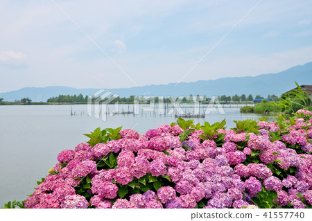 琵琶湖的繡球花 41557740