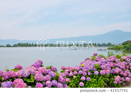 Hydrangea from Lake Biwa 41557741