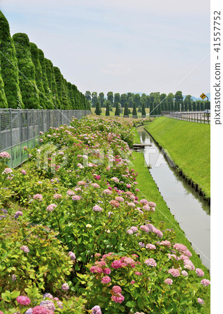 琵琶湖的繡球花 41557752