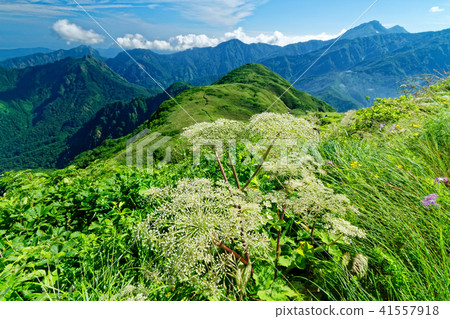 高山植物和灼燒的山艙內甲板小山看法在Ameyama山山上面 41557918