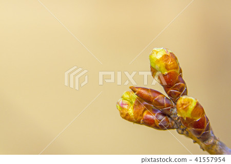 芽 41557954