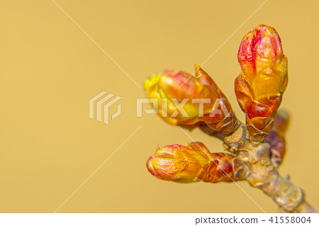 Bud Bud 41558004