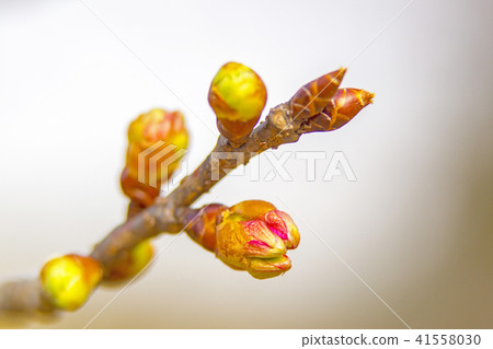 Bud 41558030
