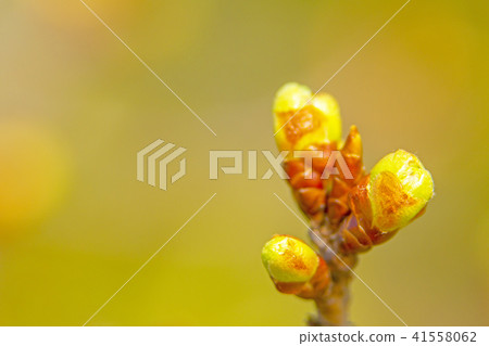 Bud 41558062