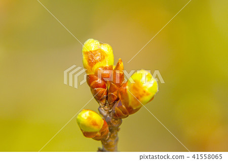 Bud 41558065
