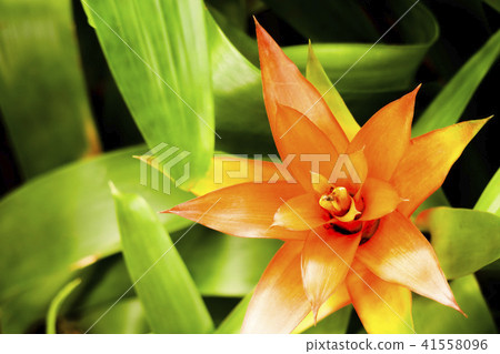 Tropical plant gusmania 41558096