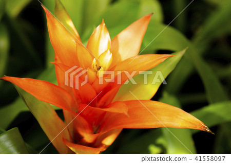熱帶植物gusmania 41558097