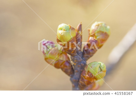 Bud Bud 41558167