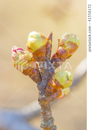 Bud Bud 41558172