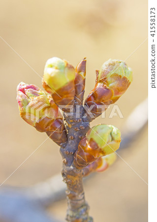 Bud Bud 41558173