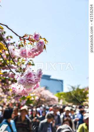 櫻花演練 櫻花演練 41558264