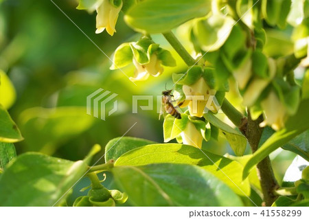 牡蠣花和蜜蜂 牡蠣花和蜜蜂 41558299