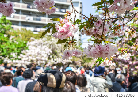 櫻花演練 41558396