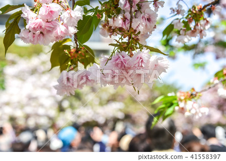 Cherry blossom walkthrough 41558397