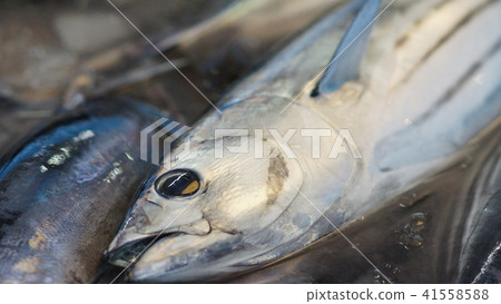 油炸鰹魚 41558588