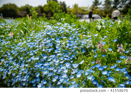 Kiso Mikawa公園Nemophila花田爺爺和奶奶與孫子 41558670