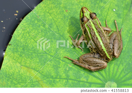 Tonosawa青蛙 41558813