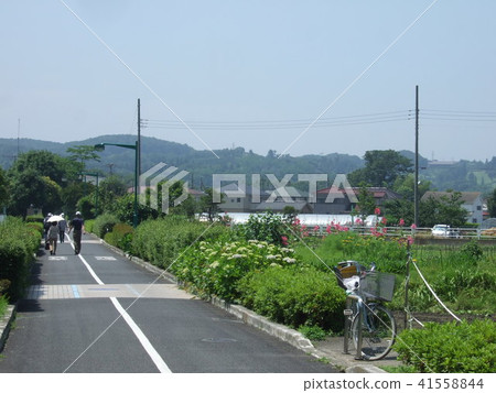 府中市Shimokawara初夏的格林威治 府中市Shimokawara初夏的格林威治 41558844