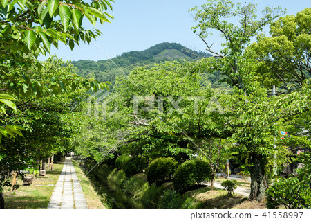 Hydrophobic Ginkakuji Temple near Capitol Mountain and Fresh Green (Kyoto · Japan) 41558997