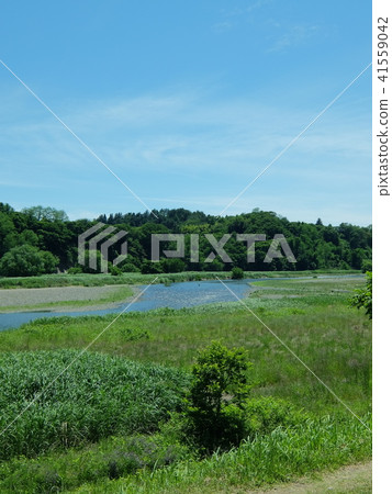 府中的初夏多摩河冷michi 41559042