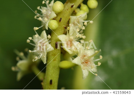 Natural plant Momotamana, the upper part of the inflorescence seems to be an amphoteric flower or a female flower in the lower part of the male flower. Is this border a borderline? Natural plant Momotamana, the upper part of the inflorescence seems to be an amphoteric flower or a female flower in the lower part of the male flower. Is this border a borderline? 41559043