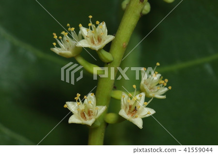 Natural plant Momotamana, flower pattern gussily gusty. This seems to be an amphoteric flower 41559044
