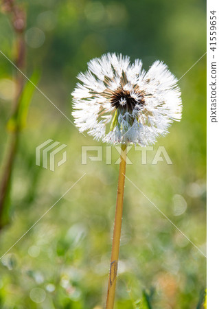 Moist dandelion fluff 2 41559654