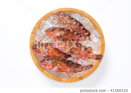 Scarlet fish Scarlet fish 41560320