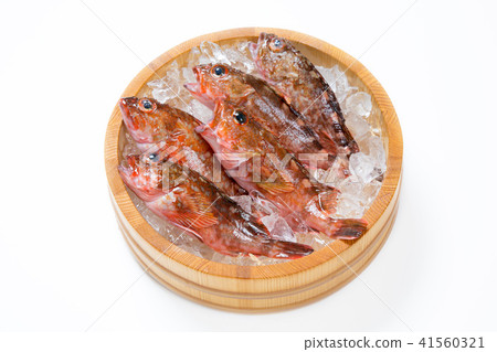 Scarlet fish Scarlet fish 41560321