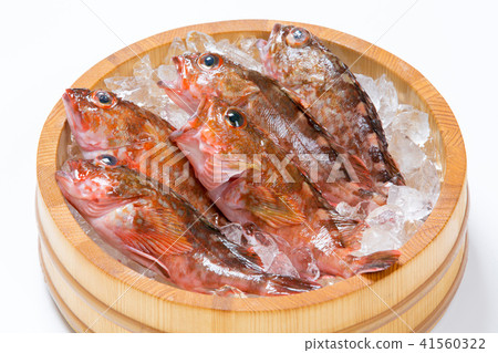 Scarlet fish Scarlet fish 41560322