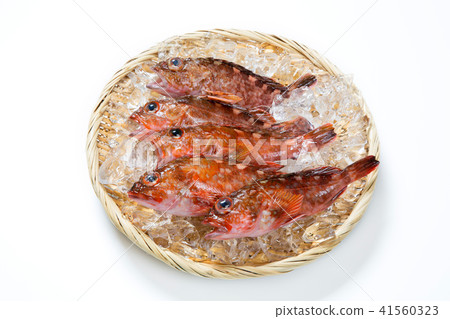 猩紅色的魚 猩紅色的魚 41560323