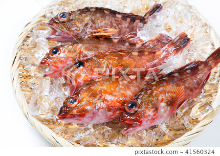 猩紅色的魚 41560324
