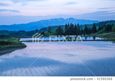 A gentle morning ginkgo guard and a rice terrace just after rice planting 41560368
