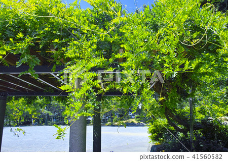 紫藤格子以新綠色 41560582