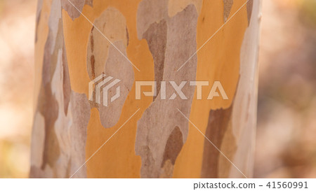 nutukubi的樹幹 nutukubi的樹幹 41560991