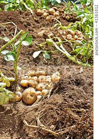 Harvesting of potato (Kitaka kari) Harvesting of potato (Kitaka kari) 41561012