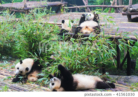 成都熊貓繁育研究基地 成都熊貓繁育研究基地 41561030