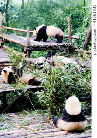 Chengdu Panda Breeding Research Base 41561033