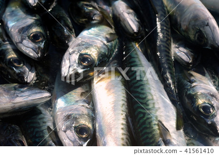 《大鯖魚》 41561410