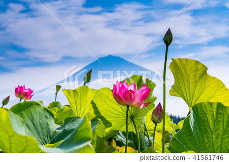 蓮花和富士山 41561746