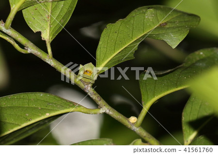 Natural Plant Ryukyu Kaki Baby Of Fruit Stock Photo Natural Plant Ryukyu Kaki Baby Of Fruit Stock Photo