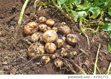 Harvesting of potato (Kitaka kari) Harvesting of potato (Kitaka kari) 41561771