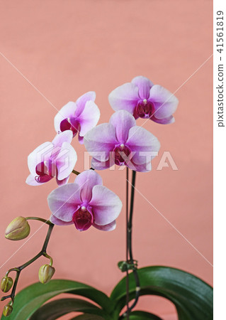 Petal-centered red scarlet beautiful white moth orchids 41561819