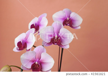 Petal-centered red scarlet beautiful white moth orchids 41561821