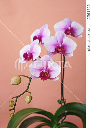 Petal-centered red scarlet beautiful white moth orchids 41561823