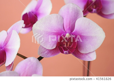 Petal-centered red scarlet beautiful white moth orchids 41561826