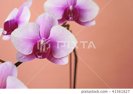 Petal-centered red scarlet beautiful white moth orchids 41561827